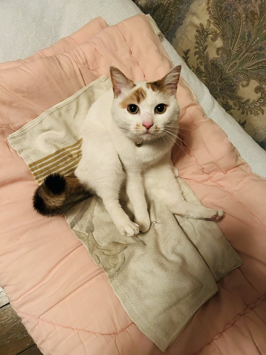 ご主人様のベストショットらしいニャース😽