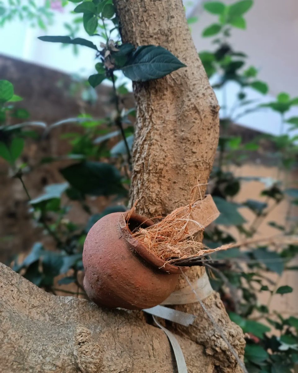 talktosubhransu's tweet photo. Attract birds with nesting material ! It will complement other rewilding efforts like pollinator-friendly gardening, erecting a bee home and planting a butterfly garden.
#SubhransuSatpathy #waterforbirds #TheyReallyNeedUs #birdman #birdsnest #nesting #birdsnesting https://t.co/cSu7BxpQsF