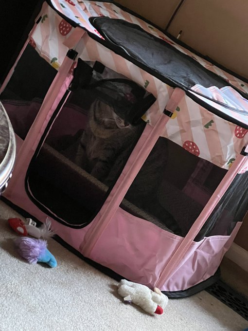 Just put my cats new play house together. 🍓😸 It had me thinking.. my cat is about 14 years old in human<a href="/tag/shows"class="tags"><span>#shows</span></a><a href="/tag/cam"class="tags"><span>#cam</span></a><a href="/tag/skype"class="tags"><span>#skype</span></a>