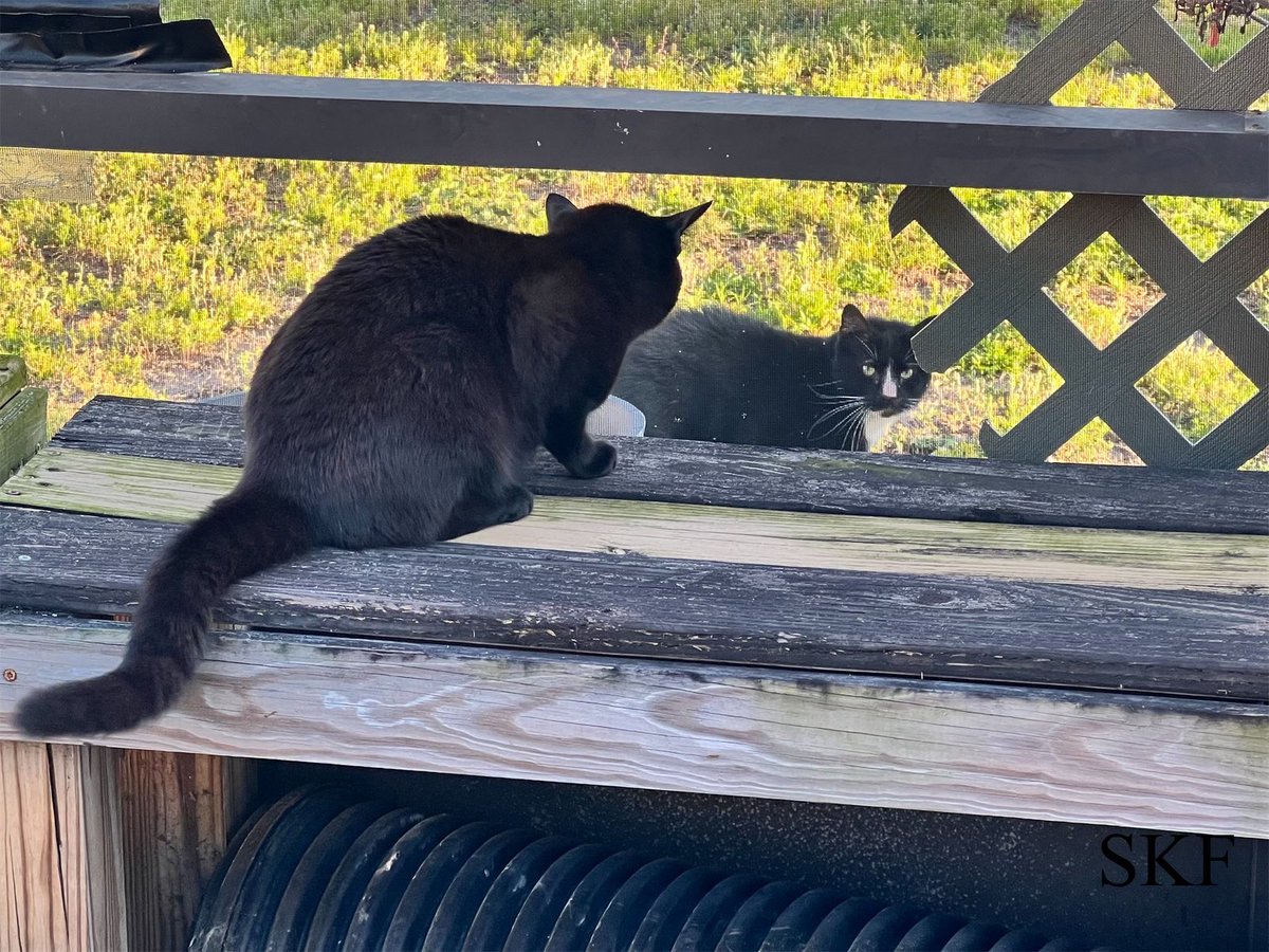 Phantom: Good #FridayEvening Everyone, I’m hanging out on the Catico meowing with Sylvester, he’s an 
indoor/outdoor cat from one of our neighbors across the street, who comes by to visit us from time to time.
😺😺😺
#CatsOfTwitter 
#Panfur 
#TuxieCat 
#Purrs4Peace 
#FridayFunday