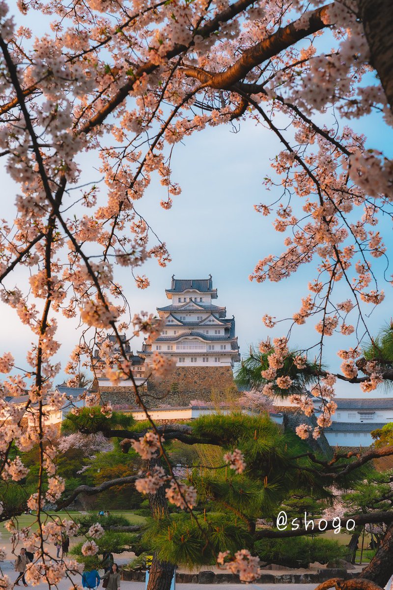 白鷺城に 桜の額縁を・・・ #これソニーで撮りました #姫路城