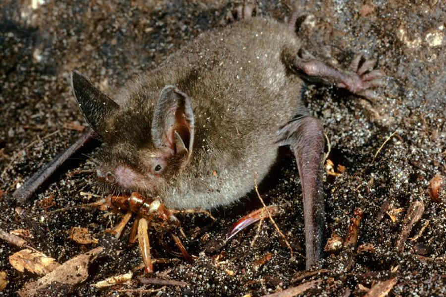 think it's cool how since there's no other native small ground based mammalian insectivores like rodents, marsupials or shrews found new zealand, bats have essentially evolved to hunt on the ground filling the vacant niche that other small insectivores would usually occupy