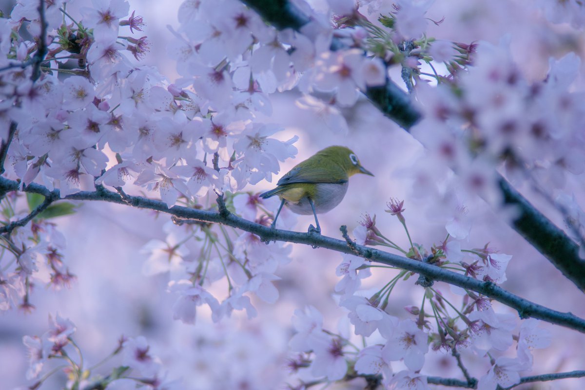 今年ラストのサクジローちゃんかな🌸🦜 400mmで頑張って追いかけました😂