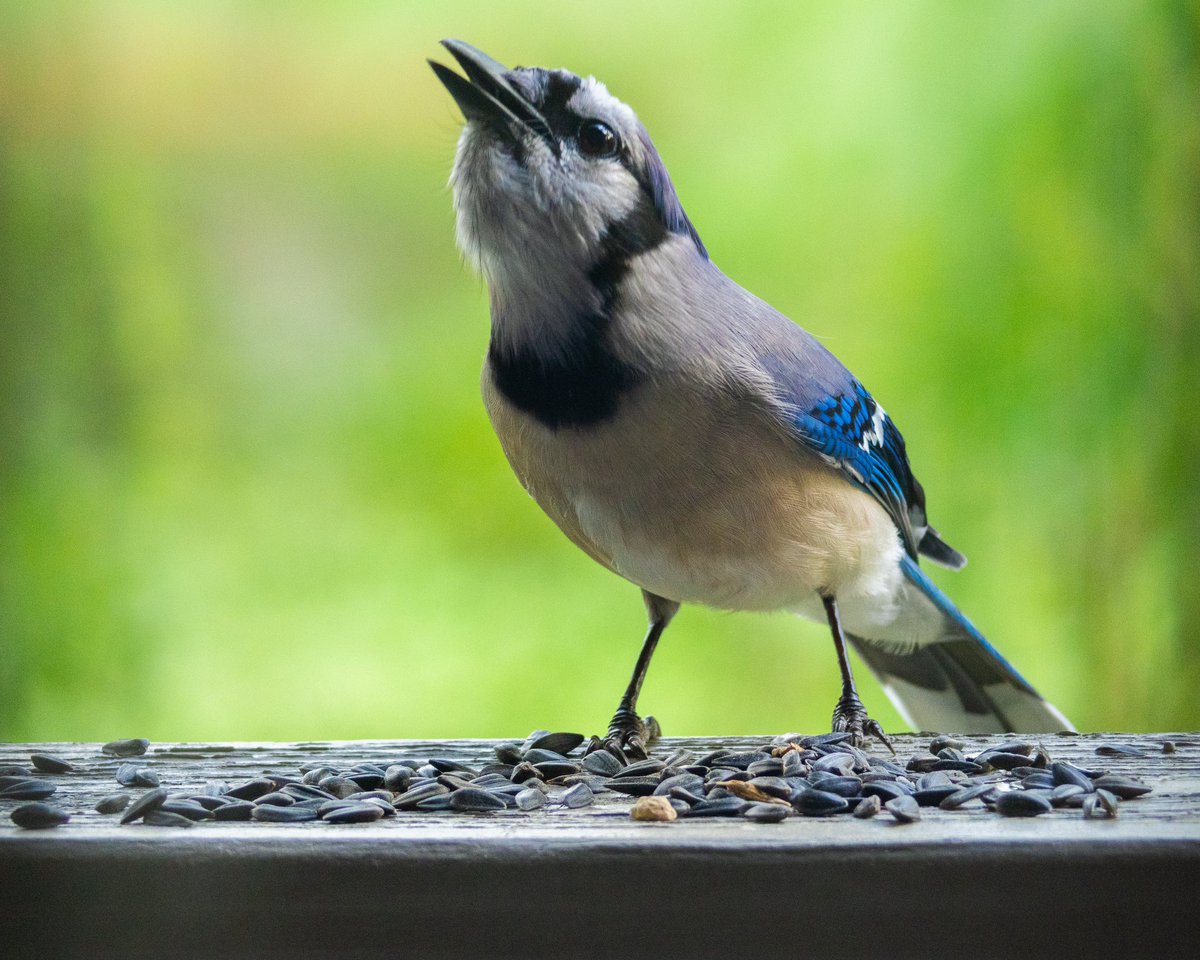 Jared W. tweet media