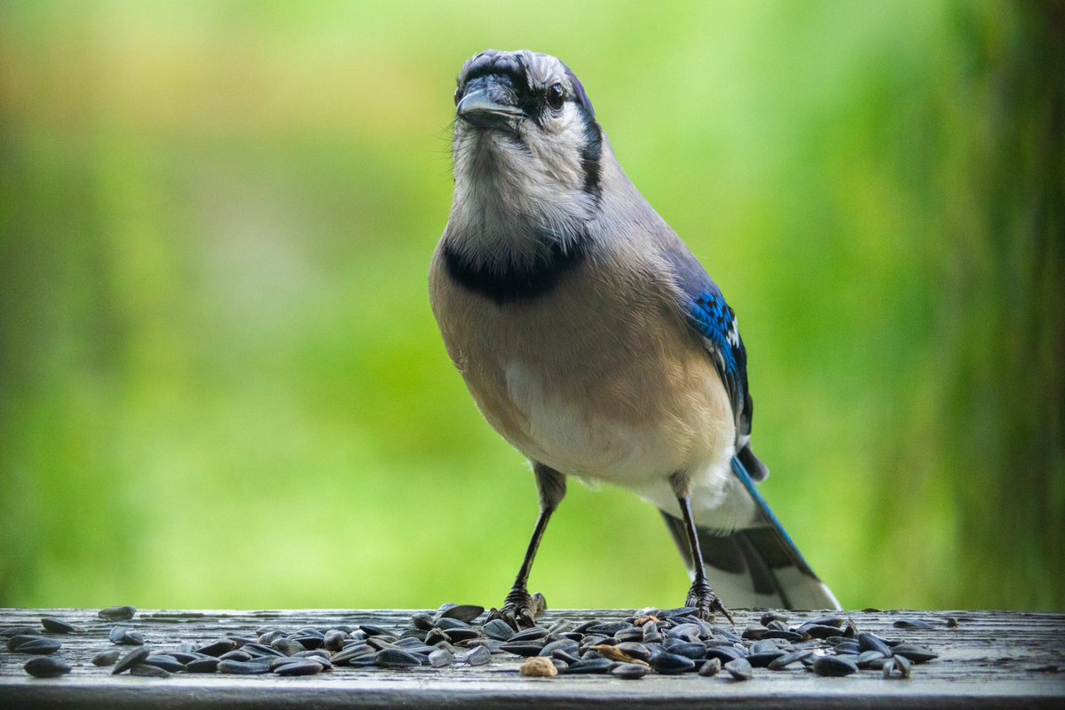 Jared W. tweet media