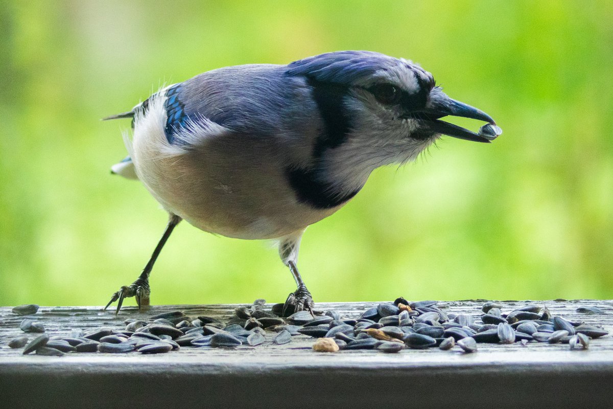 Jared W. tweet media