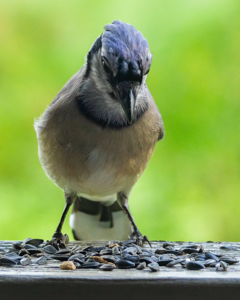 Jared W. tweet media