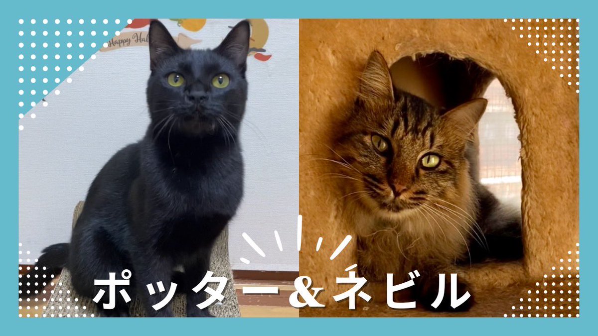 minatoneco's tweet photo. YouTubeみなとねこチャンネルに里親募集中のポッター＆ネビルの動画をUPしました♪
あの世界的な作品の登場人物から頂いたお名前なわけなのですがなんか似てますよね？🤣

動画はこちらからご覧いただけます↓
https://t.co/CiDa0ocj86

2匹も参加予定の4/21譲渡会ご予約は↓
https://t.co/frmB6GlwTG https://t.co/65rGoYlUmI