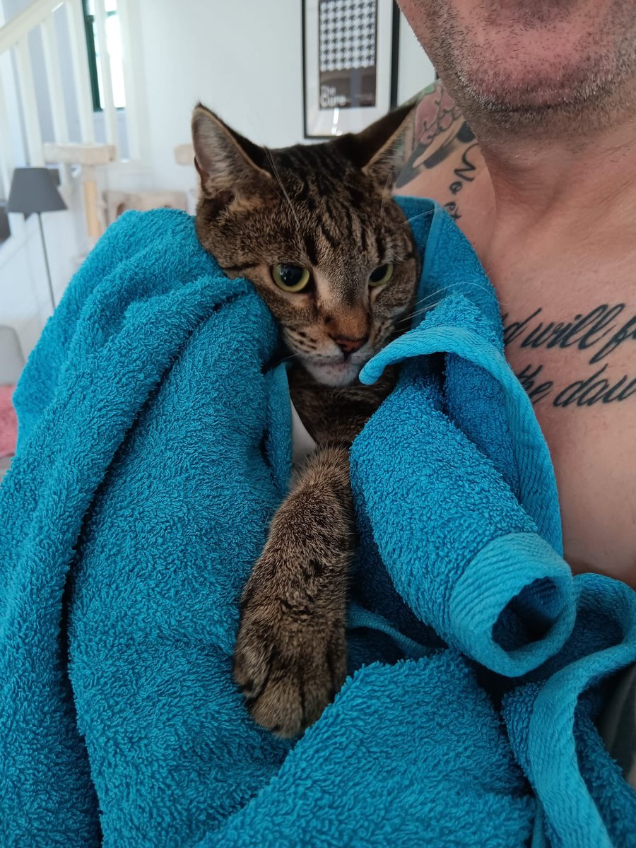 Crimsonpig24's tweet photo. Guess who fell in the pool today. #OzProblems https://t.co/Yg1m9hazOu