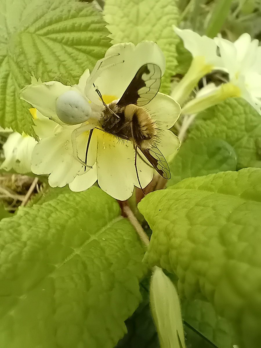 This Bee Fly chose the wrong Primrose to nectar from! Primroses must bring major meals for Crab Spiders at this time of year!!