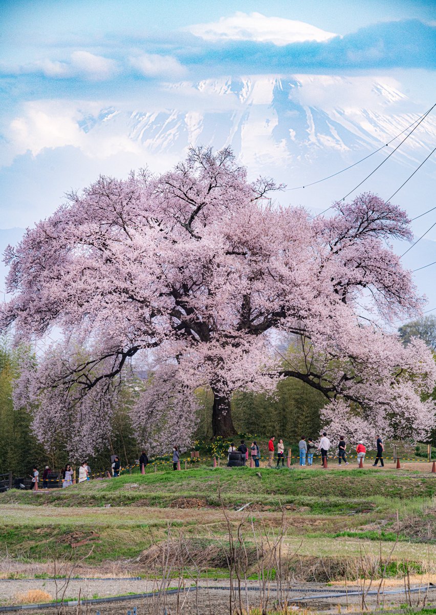 一本桜とちょっとだけ富士山