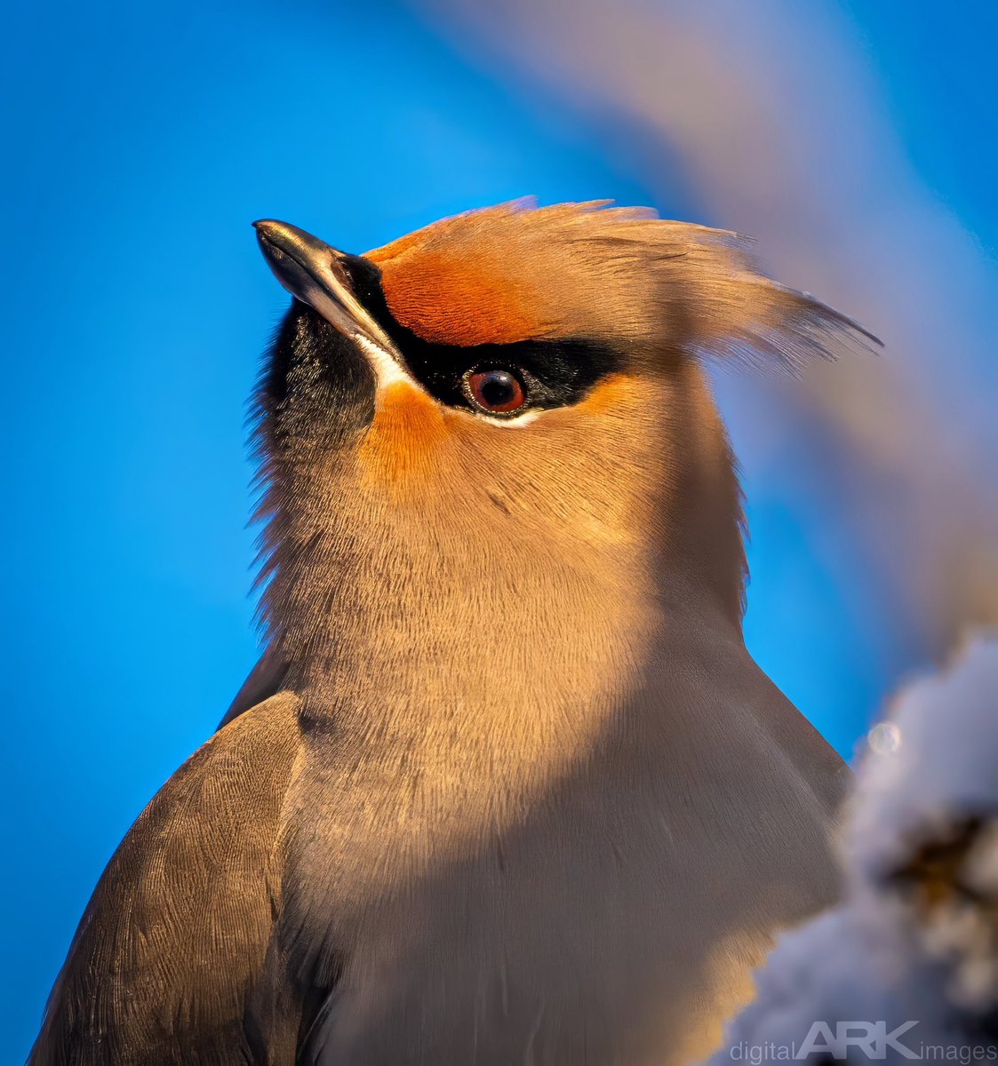 A very proud Bohemian Waxwing… #birdphotography #Alaska