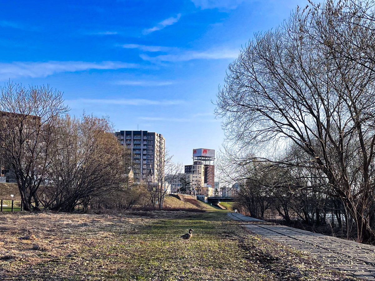 m0zzu_RotD's tweet image. Apr-13
Workout: 40' easy
Surface: Grass
Shoes: #ghost13 #brooks
Today: 7.31 km
7 days: 89.8 km
30 days: 364.1 km

今日は草っ原で。
やっとここ走れるようになった。