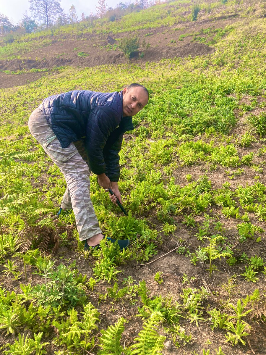 Gautam Hazarika, an agricultural scientist from Bhogpur, Naryanpur, has spent 12+ years in Shergaon's fields, blending traditional knowledge with scientific methods to revolutionize the cultivation of various cash crops.