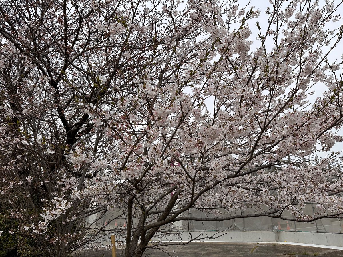 Philip08468496's tweet photo. Sakura 🤎🤎🤎 https://t.co/8FsC5xyQpi