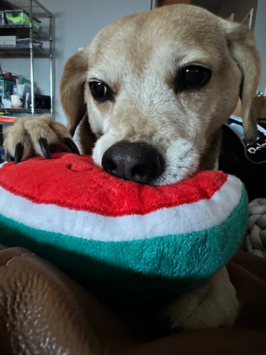 LouiePBO's tweet photo. I left my page when 🐥 > ❎ but I miss my #LouCrew. I turned 12 in Feb! I had a BAD March, but I am still HERE and it’s Spring 🌸🩷🍉 Love you all! 💞 #DogsOfTwitter https://t.co/8GpykOpu2W