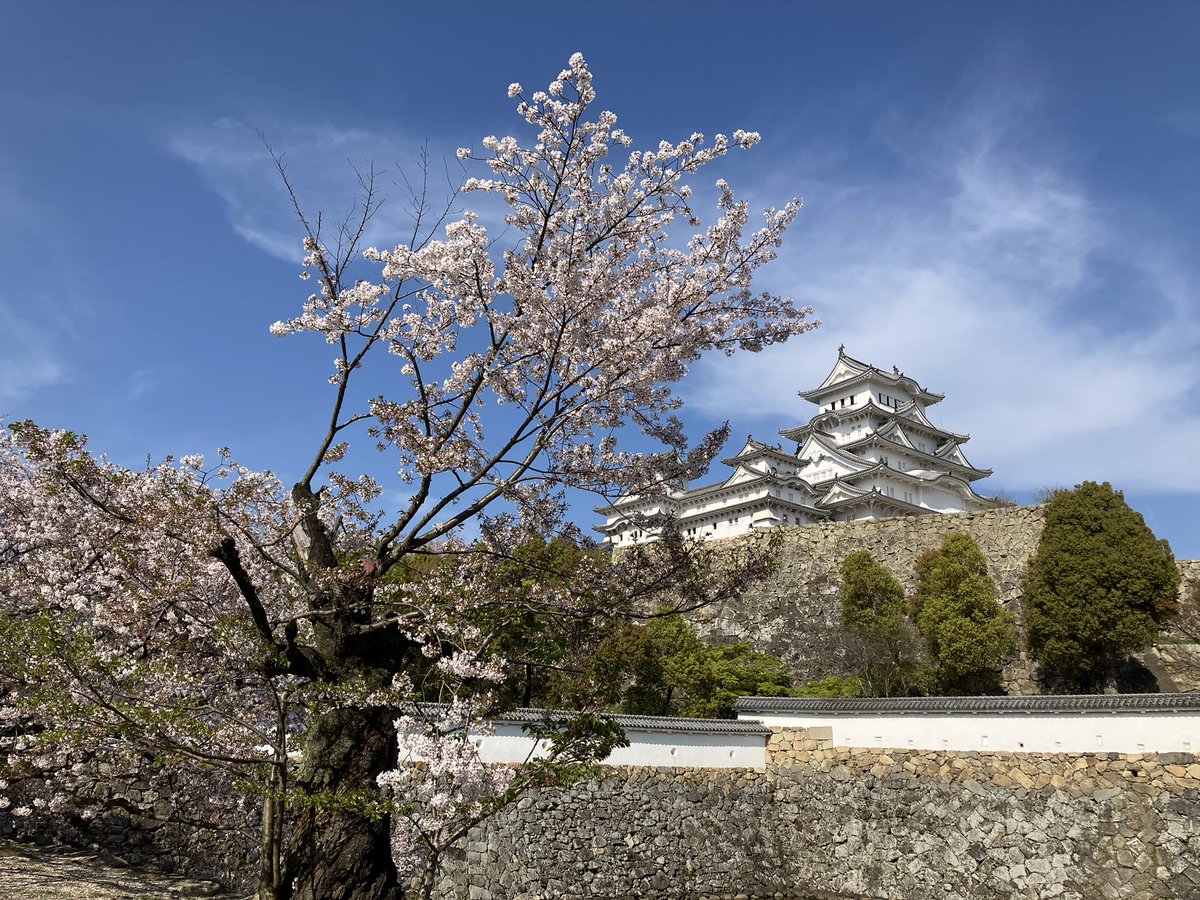 世界遺産・国宝姫路城での桜の花見は、今週末が最後だと思われます。

公共交通機関でお越しくださる方は、姫路市観光案内所（観光なびポート）で、ひめじロケ地マップを貰って、ロケが行われた姫路城のロケーションをお楽しみください。
#HOTJAPAN
#JO1
#ロケ地
#聖地巡礼
#世界遺産
#姫路城
#桜