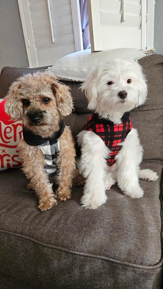 GamingRonso's tweet photo. @BreakdownPod @OpTic @CordaRoys Little Scruff and Boque would love a new bed!! @OpTic @CordaRoys https://t.co/VoZc0sbosH