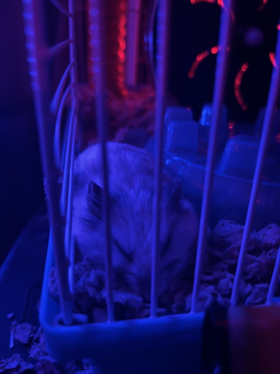 YoungVieto's tweet photo. Happy hamster day Pippin!!! ❤️ https://t.co/cOo5W3uUhG