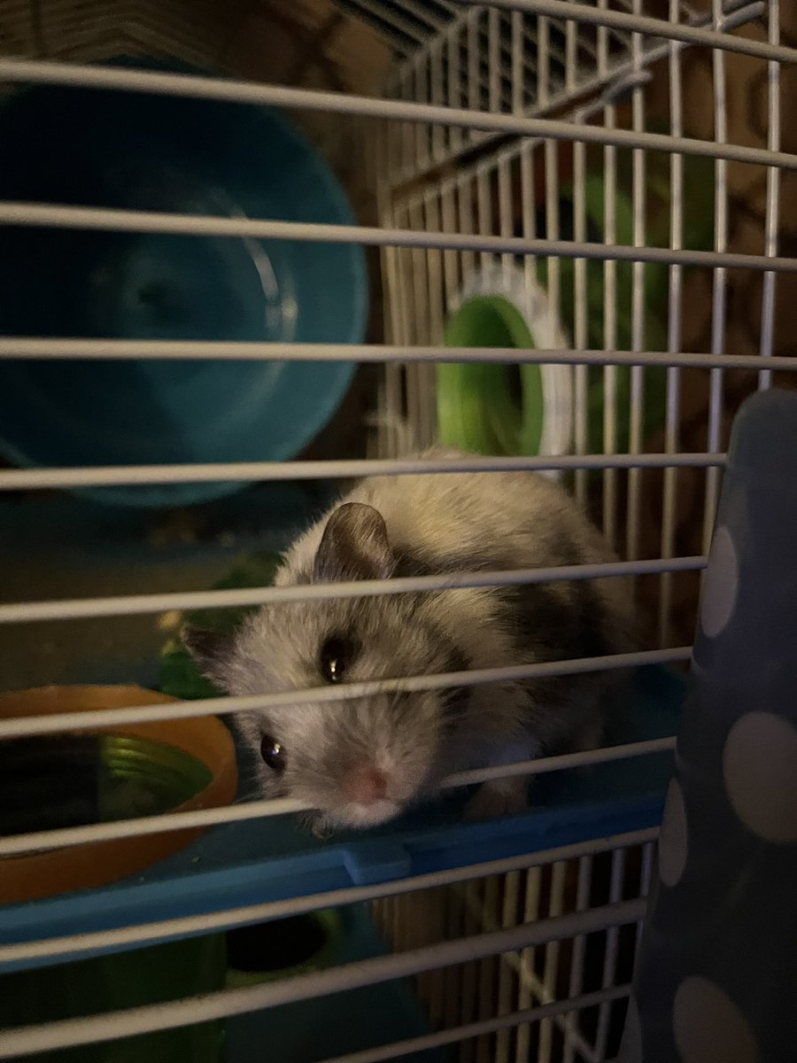 YoungVieto's tweet photo. Happy hamster day Pippin!!! ❤️ https://t.co/cOo5W3uUhG
