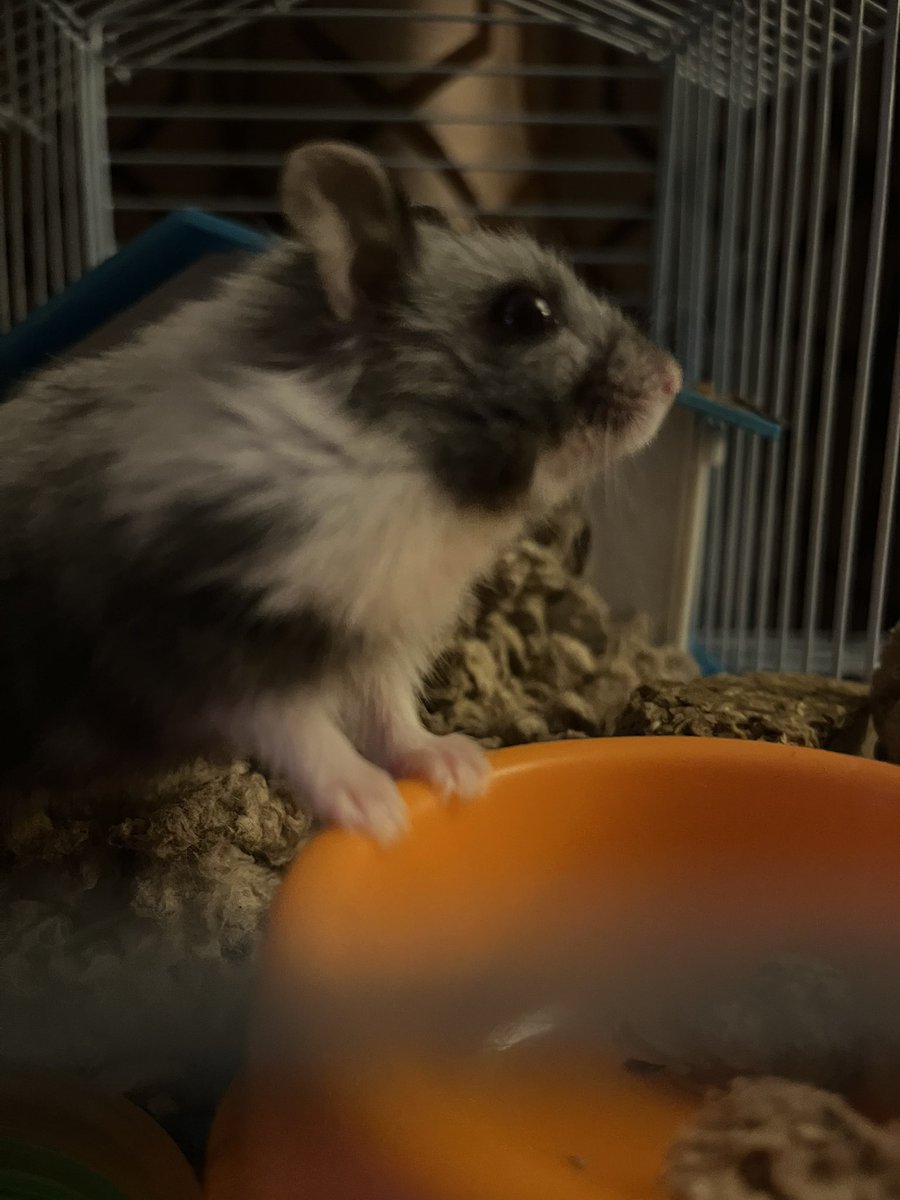 YoungVieto's tweet photo. Happy hamster day Pippin!!! ❤️ https://t.co/cOo5W3uUhG