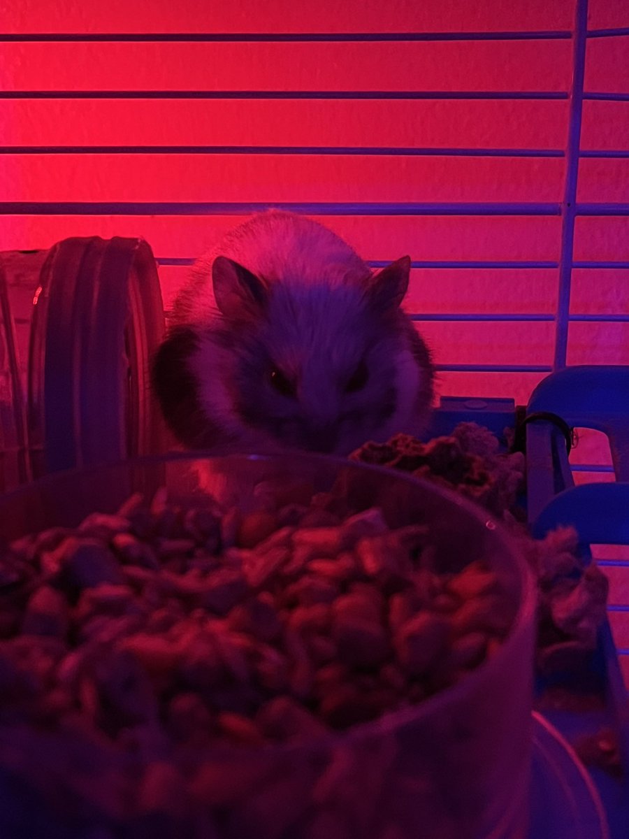 YoungVieto's tweet photo. Happy hamster day Pippin!!! ❤️ https://t.co/cOo5W3uUhG