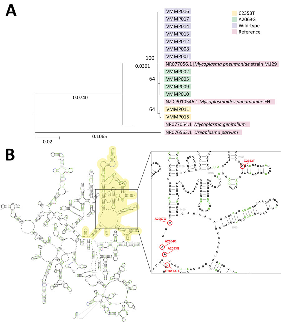 A novel variant and known mutation in 23S rRNA gene of #Mycoplasma #pneumoniae was detected during a 2023 outbreak of community-acquired pneumonia among children in Vietnam. Read more in this new early release EID journal article, online now. bit.ly/4cVGa2q