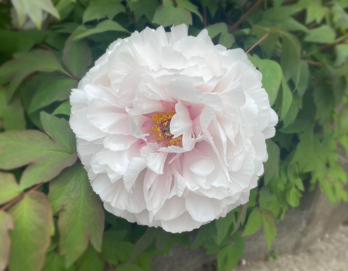 おはようございます☀ 昨日、小さな畑をやっているご近所さんから菜の花とわさび菜を頂きました。 割と多めにあるんですよね… さて、どうやって食べようか🤔 今日も口角を上げていきましょう🍀 #おはDAO #TLを花でいっぱいにしよう