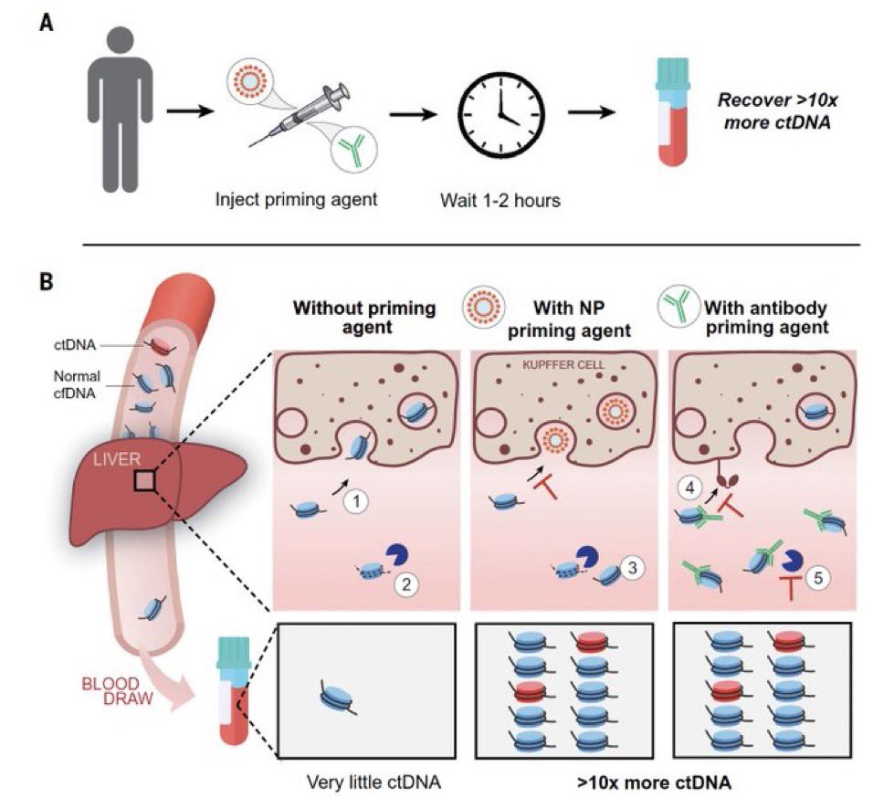 Priming agents transiently reduce the clearance of cell-free DNA to improve liquid biopsies

@ScienceMagazine #Science #TechnologyNews #news #Oncology #liquidBiopsy #cfDNA 

science.org/doi/10.1126/sc…