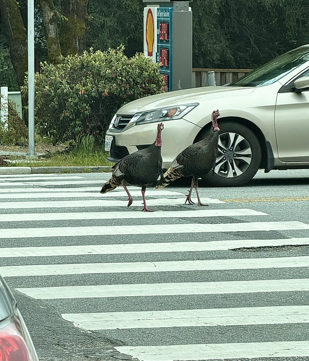 Traffic is so bad in Felton that turkeys are using the crosswalk to safely get across Graham Hill Road!