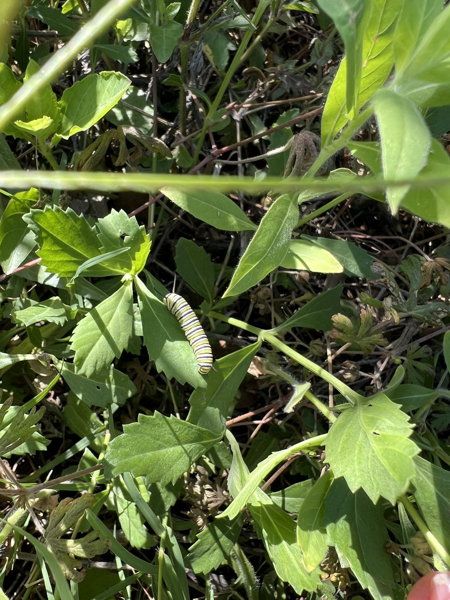 Ashlie Santiago, M. Ed. (@ash_santiago818) on Twitter photo It’s a Monarch Nursery <a href="/NISDMurnin/">NISDMurnin</a> ! Our milkweed is thriving and so are these monarch caterpillars.
<a href="/NISDElemEnviron/">NISD Elementary Environmental Science</a> It’s a Monarch Nursery <a href="/NISDMurnin/">NISDMurnin</a> ! Our milkweed is thriving and so are these monarch caterpillars.
<a href="/NISDElemEnviron/">NISD Elementary Environmental Science</a>