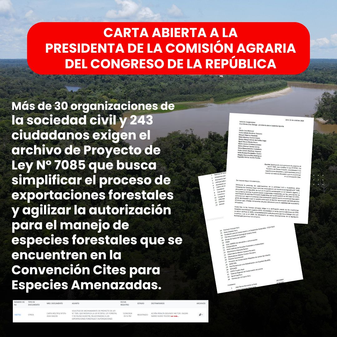 34 organizaciones y 243 personas envían carta abierta a la presidenta #ComisiónAgraria @maricruz_zeta para que archive PL N° 7085 que amenaza especies forestales que se encuentran en @Cites Lee la carta: bit.ly/49CM4mp Súmate : forms.gle/GFiayPV9my8F8T…