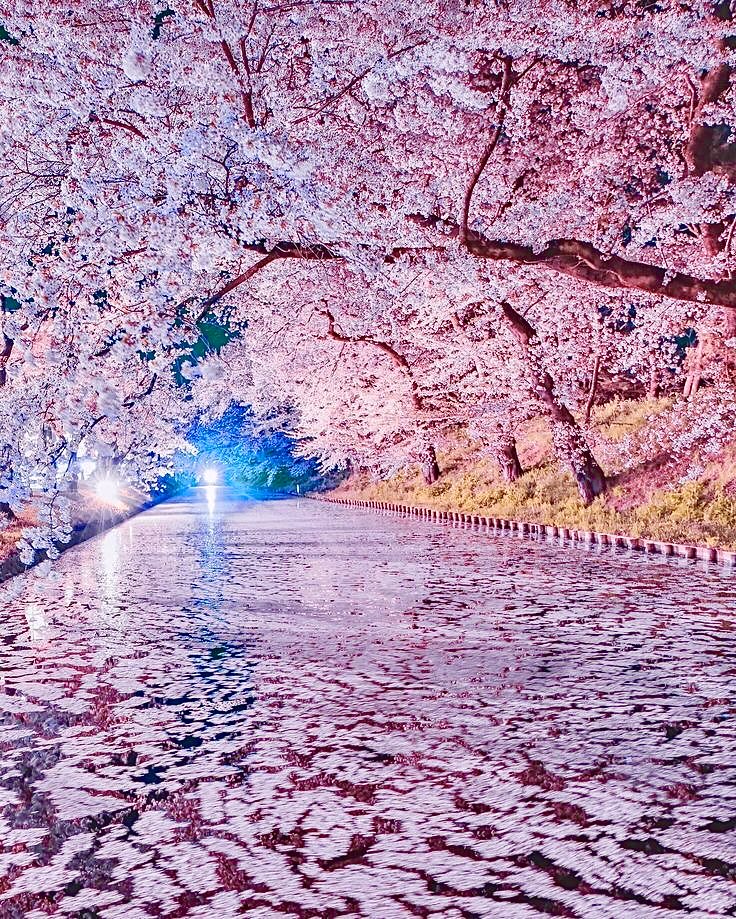 『弘前公園』青森県 日本🇯🇵🗾🌃🌸🌸🌸🌿💧💦🩵🌸🌸✨