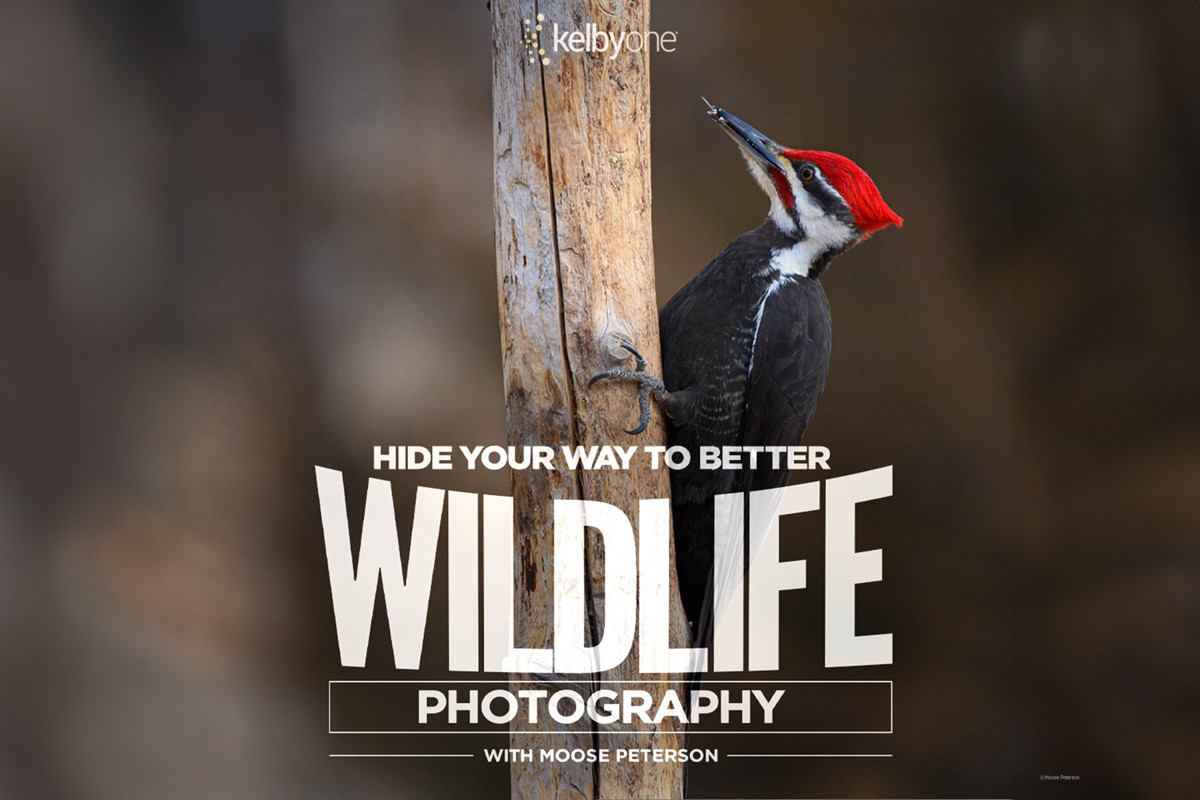 Hide Your Way to Better Wildlife Photography - My New Class wp.me/p6YJx-hwf very excited to share w/ you my #34th class 4 @KelbyOne on a favorite topic, bird photo. A great technique anyone anywhere can take advantage of! @BedfordCamera @NikonUSA #NikonAmbassador