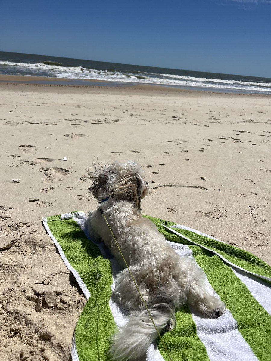 Sun Bathing ☀️🐶🕶️