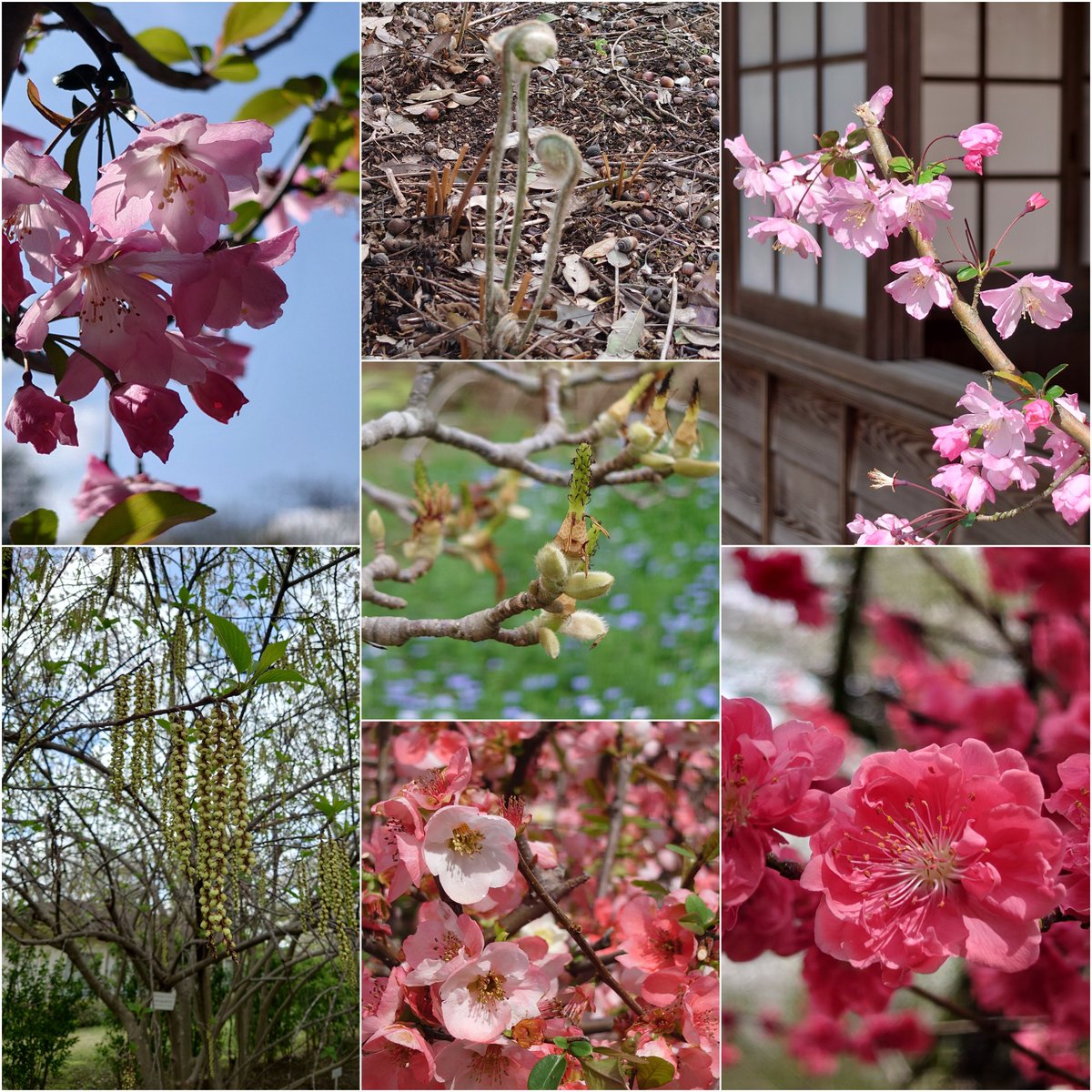 #ラブメロ
おはようございます☀🐐
今週の歌写!♪©🤳は
桜以外の春の植物達〜🌼
今週も通勤のお供に拝聴です🥰🎶📻
#ラブメロプレイリスト
MUSIC  FLOWER/渡辺美里さん♡
モーニングムーン/チャゲ＆飛鳥✨
B.G.M/チャゲ＆飛鳥✨
花は咲いたか/ASKA✨
朝をありがとう/ASKA✨