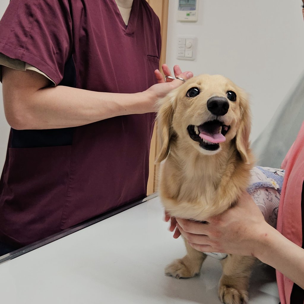 健康診断で何故かこの表情🐶

#ダックスフンド #犬のいる暮らし