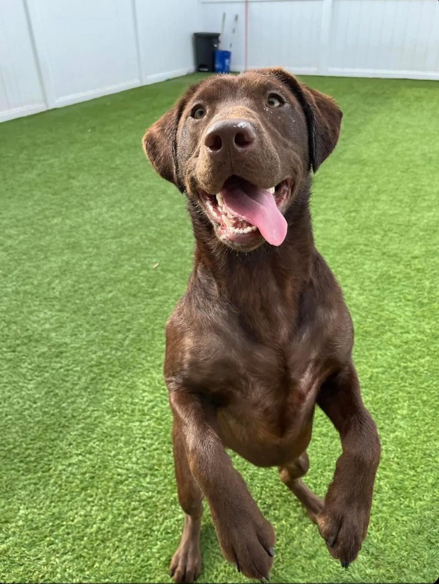 Harley had a blast today at daycare! These photos were too perfect not to share. #PuppyLove