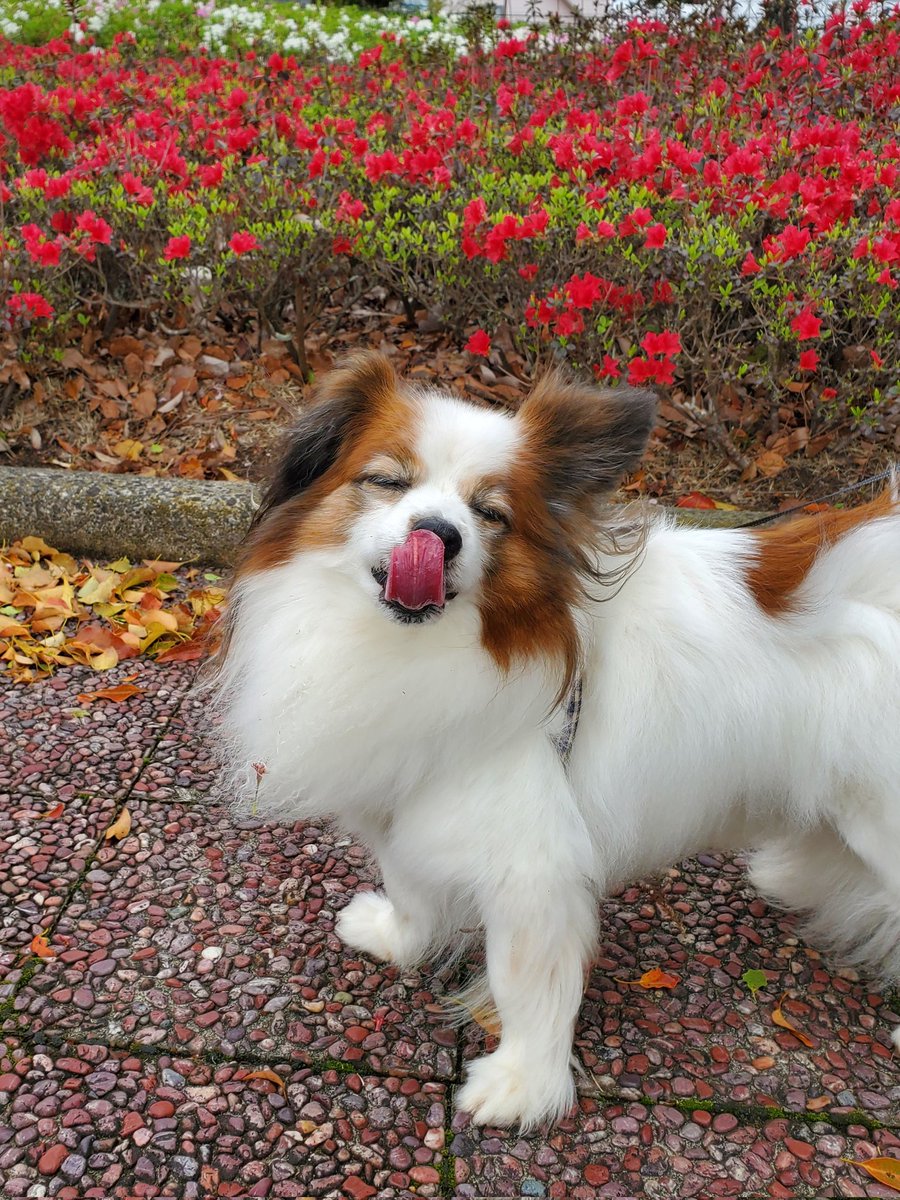 🐶｢お花と一緒にベロ～ン👅｣

坊っちゃん、お花はベロじゃないんだよ。花が木のベロだったら...シュールだな😦

#パピヨン #15歳 #犬のいる暮らし #犬のいる幸せ #犬の散歩