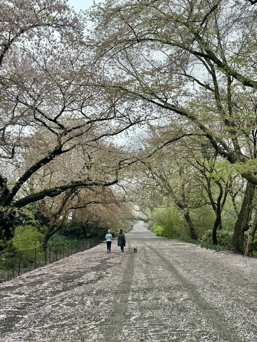 🌸🌸🌸🌸 Jaqueline Onassis reservoir Cherry blossom pedal path #crntralpark #ny1pic #photograghy #spring