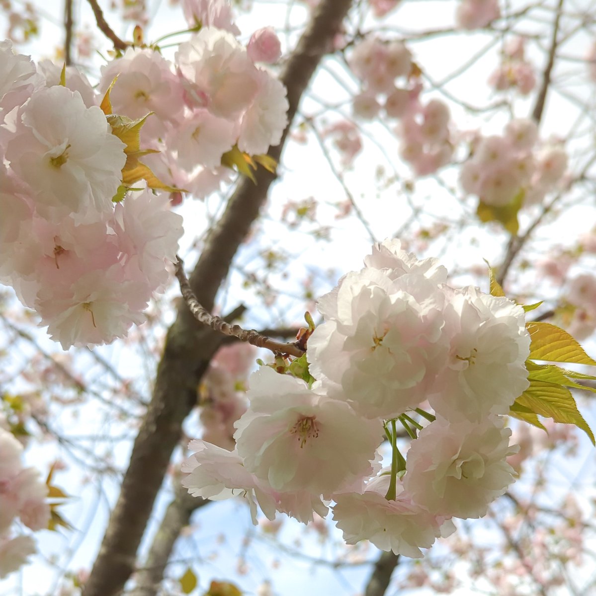 おはようございます🌞 今日はヴォーグ学園の日です 生徒の皆さん、どうぞよろしくお願いします！ 近所の八重桜がそろそろ見頃になりました🌸