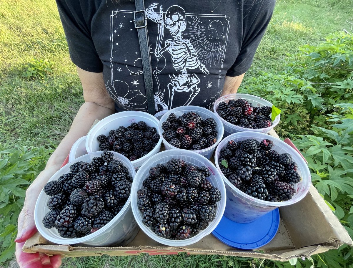 Berry time! 6 quarts, first time out.