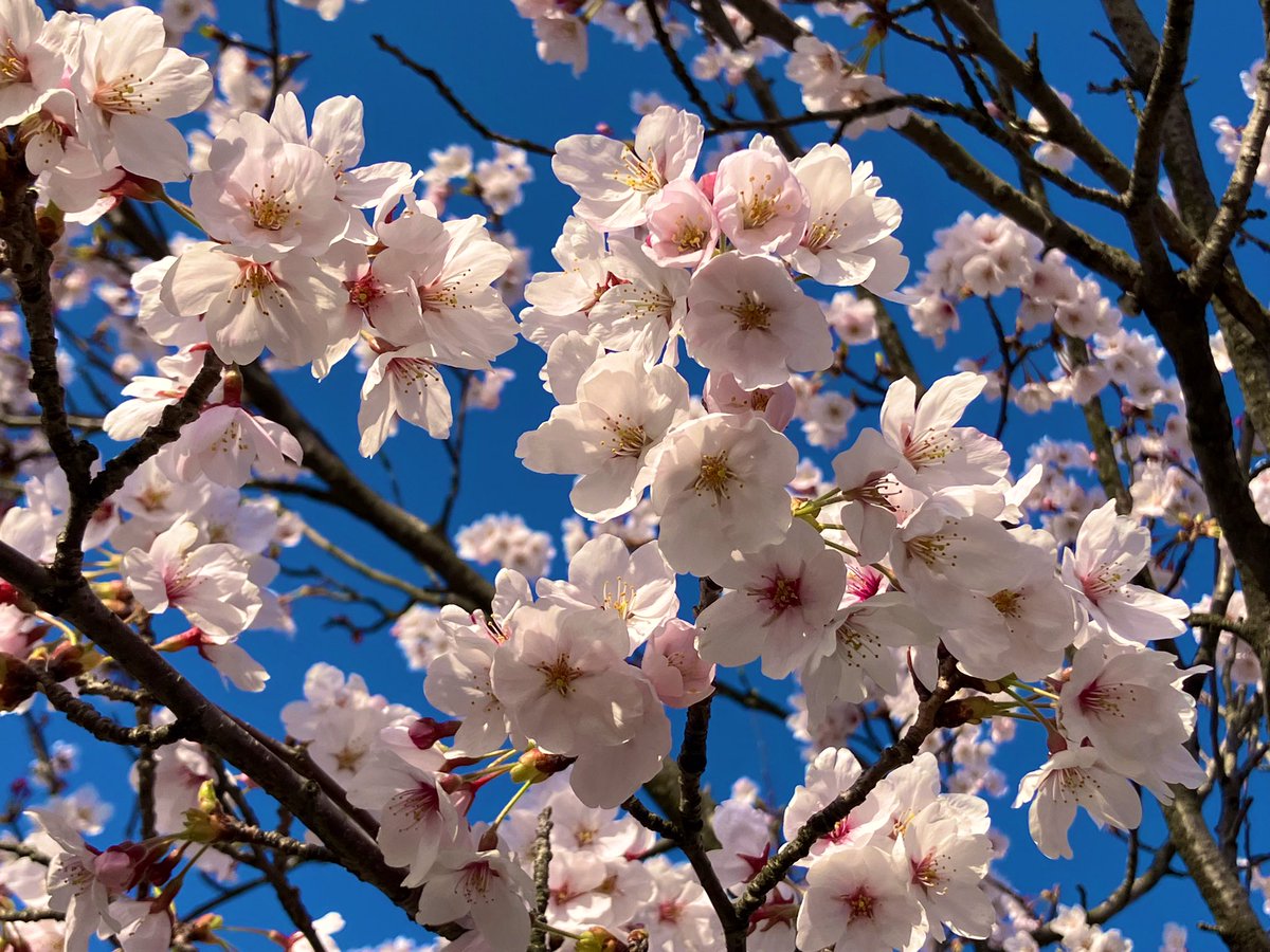 KouZelda's tweet photo. 走ってる🏃
桜綺麗🌸✨ https://t.co/QQbjT9IIIY