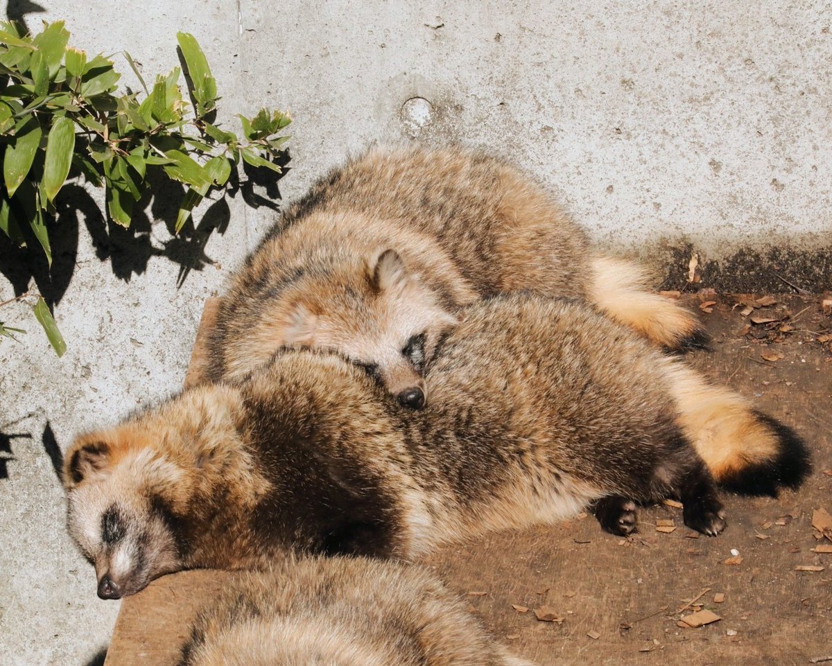 タヌキの枕は もふもふ枕

#東山動植物園　#ホンドタヌキ