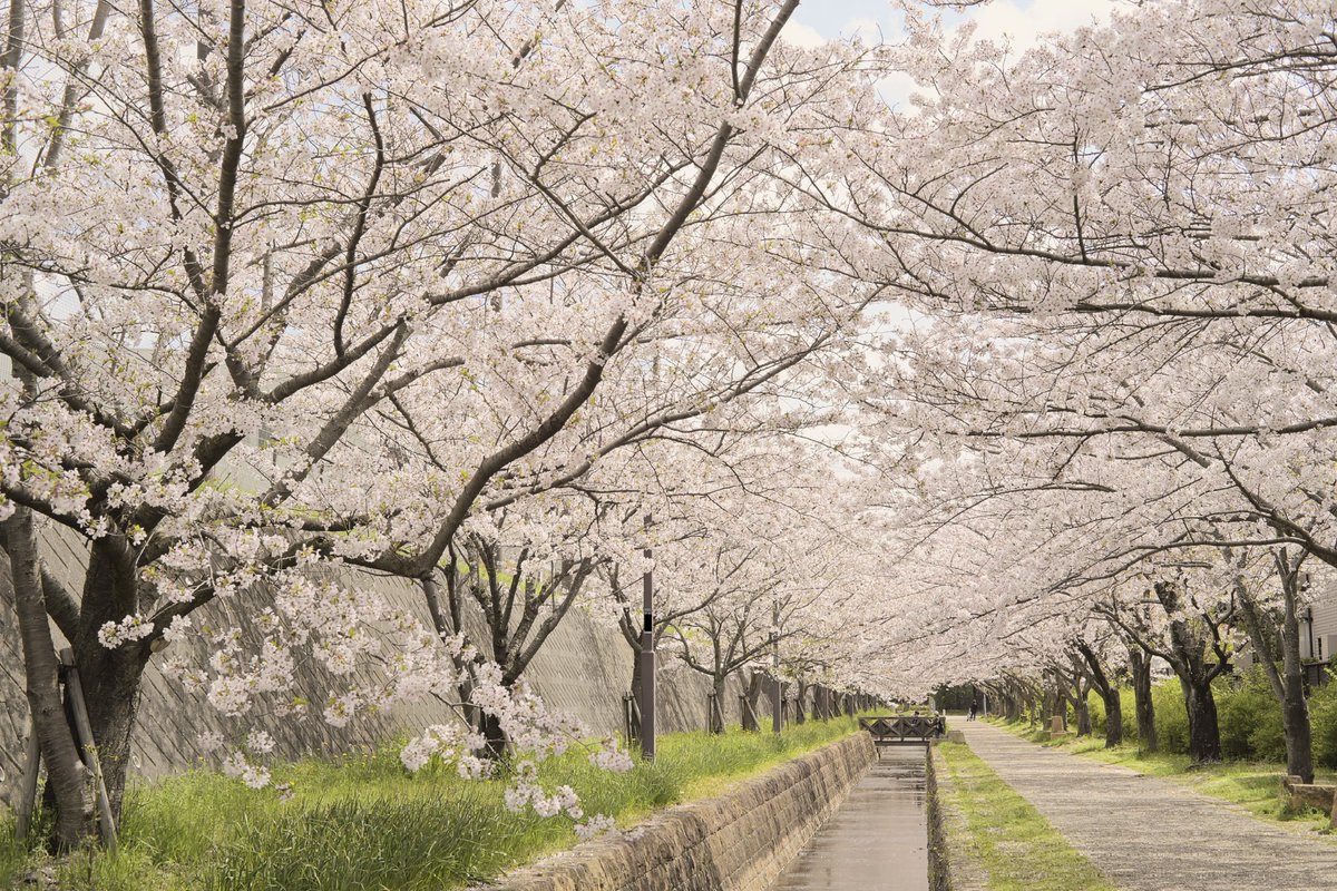 桜並木。 Nikon Zf Carl Zeiss Makro Planar T* 50mm F2 #NikonZf #カールツァイス #桜 #TLを桜でいっぱいにしよう #スナップ #写真好きな人と繋がりたい #キリトリセカイ #私とニコンで見た世界