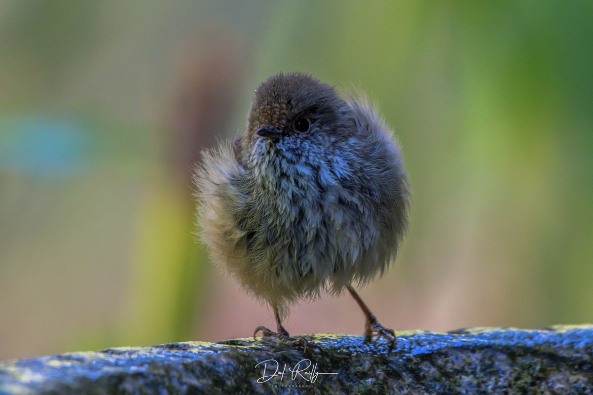 A Brown Thornbill (which are my favourite birds to photograph)after a dip out the front of the house🙂 #BirdlifeOz #birdsinbackyards #abcaustralia #abcmyphoto #abcinmelbourne #visitgippsland #MyNikonLife  #BirdsSeenIn2023 #ausgeo #abcgippsland #Gippsland #birdphotography #birds