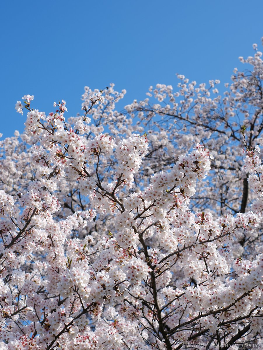 桜 Cherry Blossom  
#TLを花でいっぱいにしよう 
#写真好きな人と繋がりたい