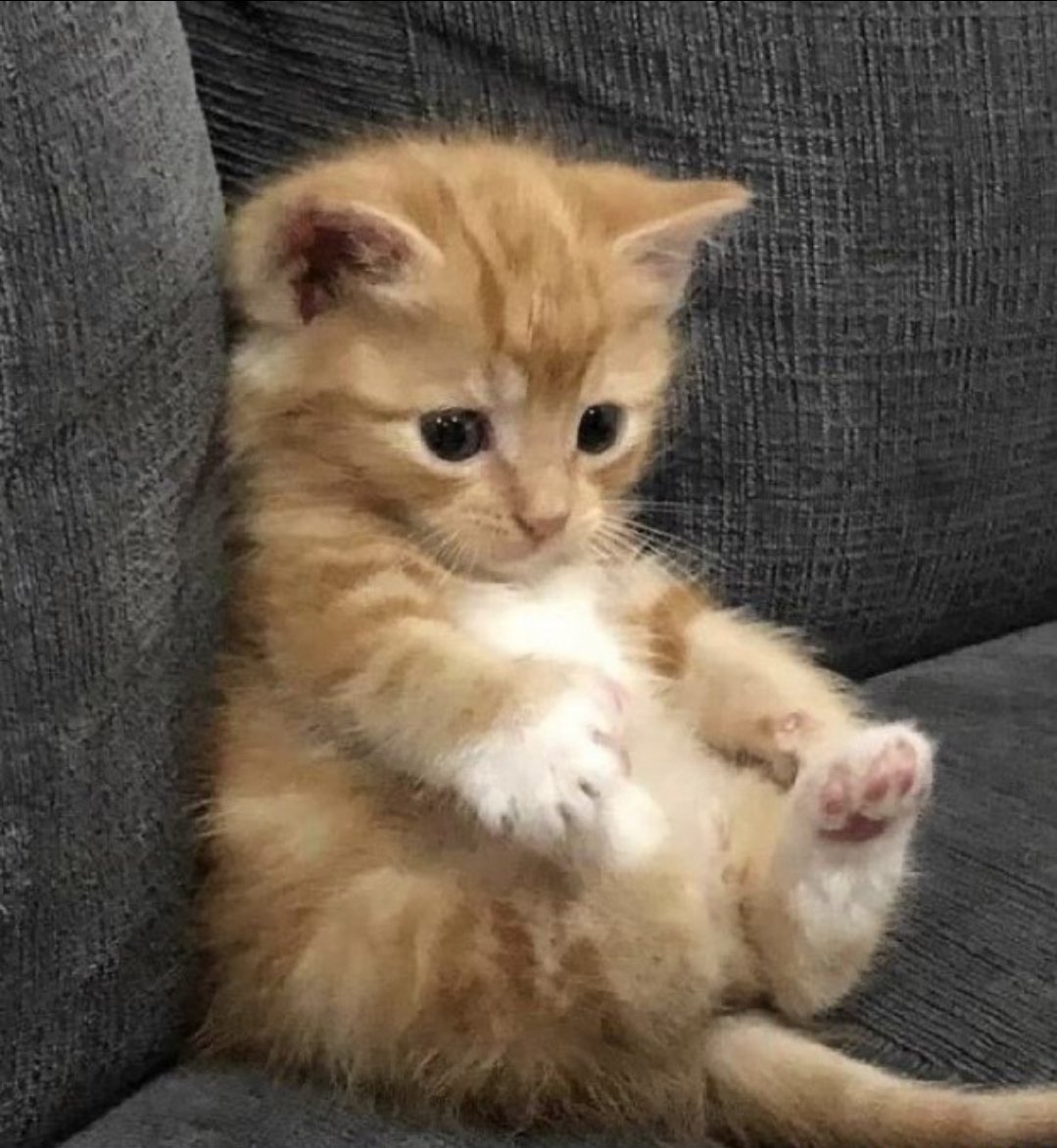 smol silly cat tweet media