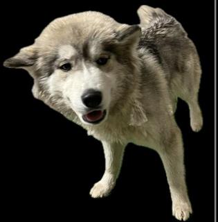 ⚠️ Urgent ⚠️
🐶 Name: Lola 💜
🕐 Time Remaining: 4 days
📍Location: Palmdale, CA
Save me: dogsindanger.com/dog.jsp?did=17…
#california #dog #adoption