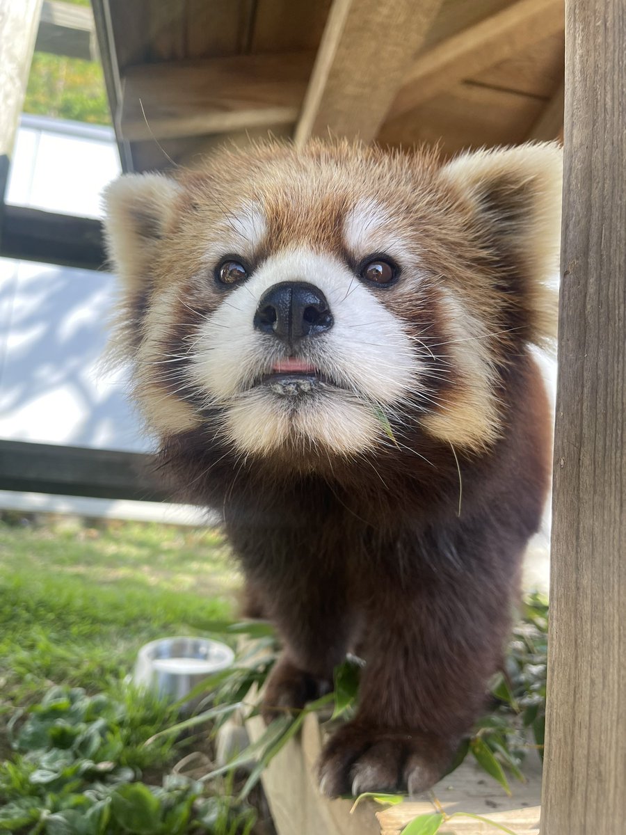 本日はレッサーパンダのいえの展示を変更しています。

屋内：たいよう（大）、モッチー（小）
屋外：ティアラ（奥）、かのこ・かえで（中）、かんた（手前）

#鯖江市西山動物園
#レッサーパンダ
#ティアラ
#かのこ
#かえで
#かんた